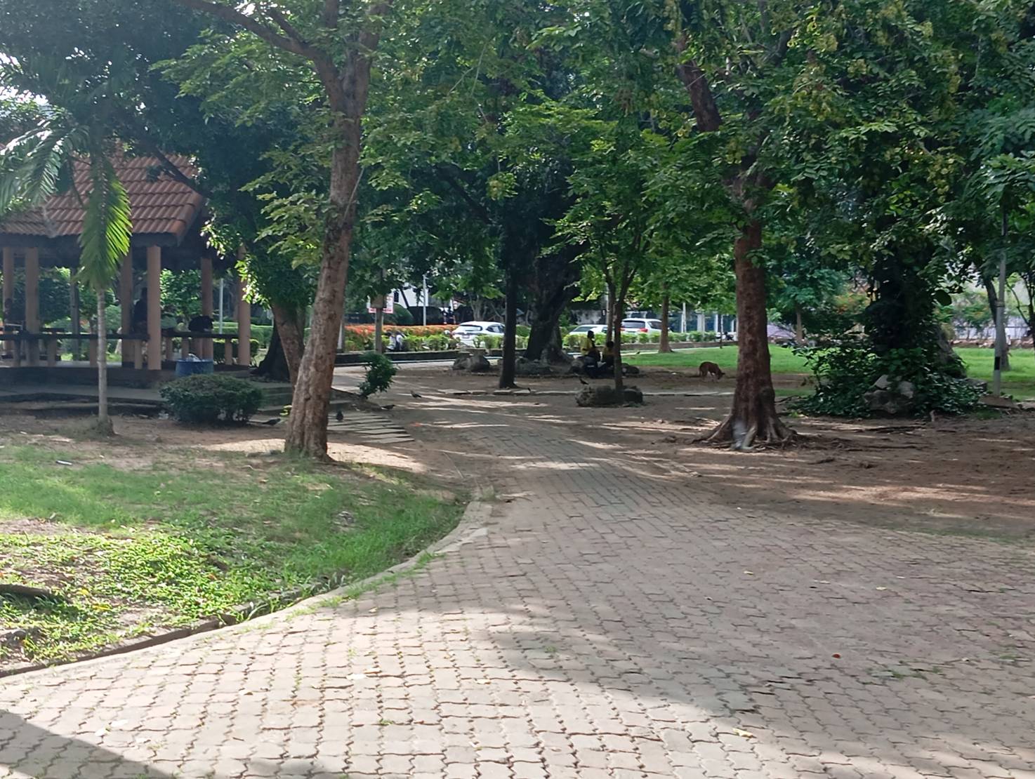 สวนสาธารณะ - รูปที่ 7