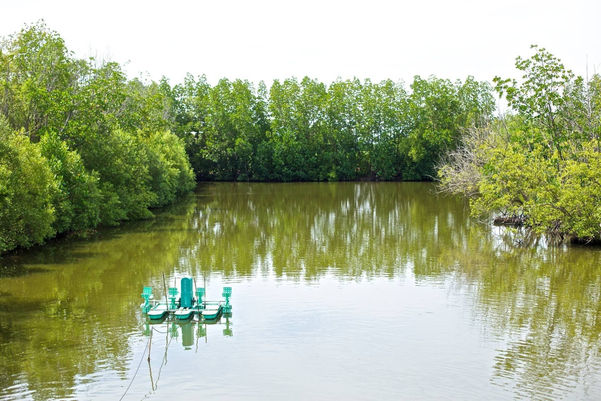 ป่าชายเลนพันท้ายพันท้ายนรสิงห์ - รูปที่ 1