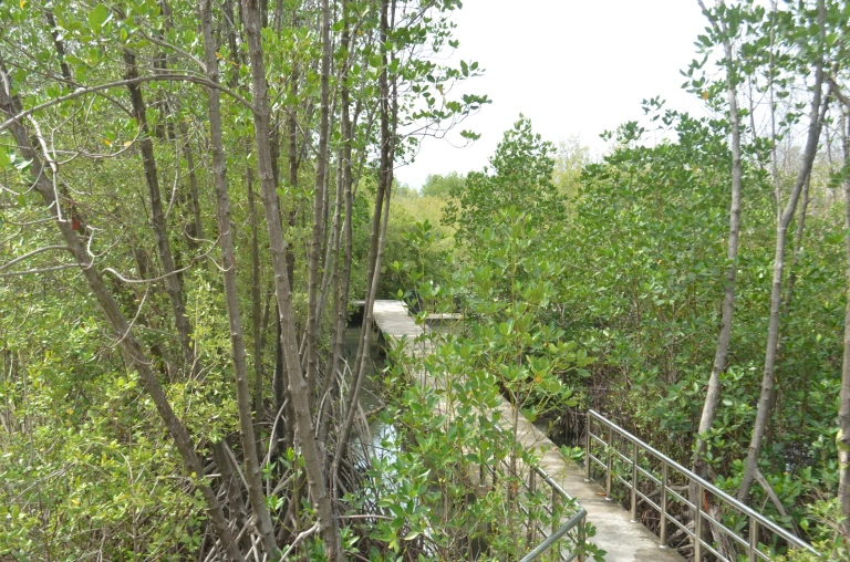 ป่าชายเลนพันท้ายพันท้ายนรสิงห์ - รูปที่ 2